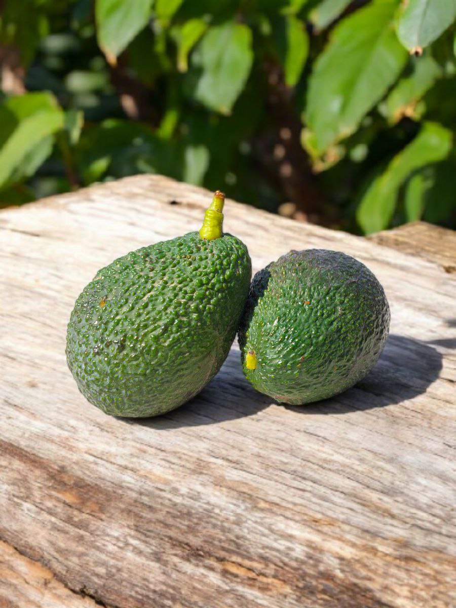 Avokado