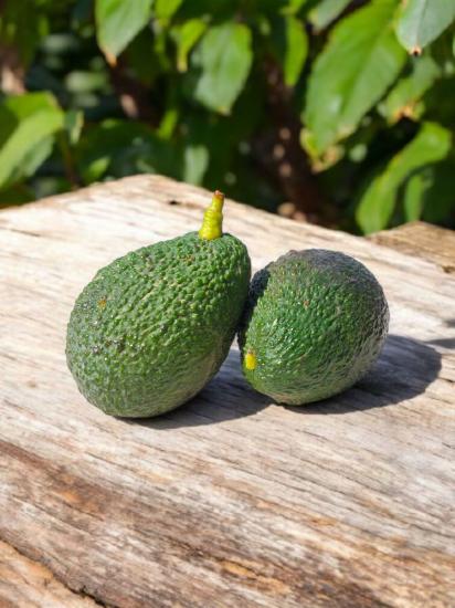 Avokado